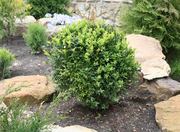 Озеленение и благоустройство