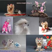 Груминг,  тримминг,  стрижка собак и кошек. Салон 