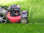 Покос травы , поросли, камыша. Стрижка газона. Сервисное обслуживание участка