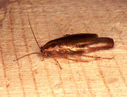 Уничтожение тараканов