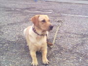 Дрессировка и коррекция поведения собак