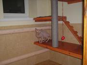 Зоогостиница. Гостиница для домашних животных.