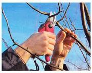 Обрезка-формировка плодовых деревьев 