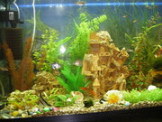 Обслуживание аквариумов , оформление и консультации