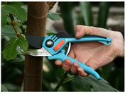 Обрезка и прививка деревьев и винограда