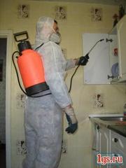 Уничтожение клопов,  тараканов,  муравьев. Красноярск. т 286-90-80.