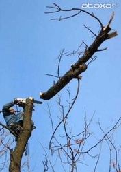 Кронирование и удаление деревьев