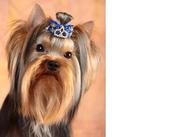 Стрижка животных в городе Гурьевске