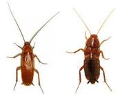 уничтожение насекомых ( клопов,  тараканов,  блох,  КЛЕЩЕЙ и т.д.)