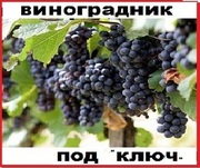 Виноградник под