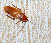 Морить травить борьба уничтожение обработка от тараканов в Самаре