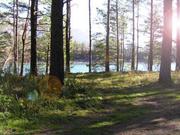 Подбор лесного участка в аренду