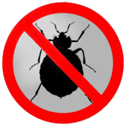 Выведение клопов, насекомых в вашем доме