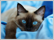 Глубокая чистка - химчистка ковровых покрытий, мягкой мебели на дому