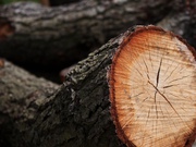 Спил, обрезка, кронирование и обработка деревьев.