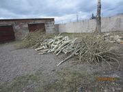 УДАЛЕНИЕ ДЕРЕВЬЕВ