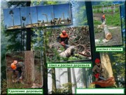 Спил деревьев.Кронирование.Утилмзация