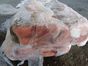 Кета ПБГ 100% переработка