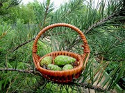 куплю шишку