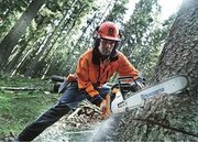 Спил деревьев или веток, корчевание пней, уборка участков.