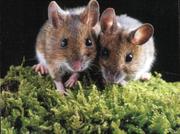 Уничтожение клопов,  блох,  тараканов,  мышей,  крыс.