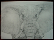 Рисунки карандашом. Портреты.